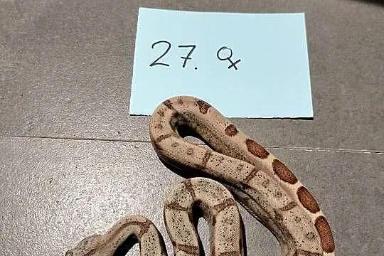 Boa cesarskie/ boa imperator młode, Śląskie, Połomia