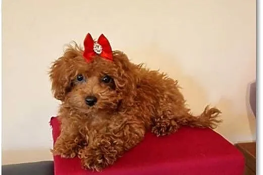 Pudel Toy /Miniaturka śliczna suczka red