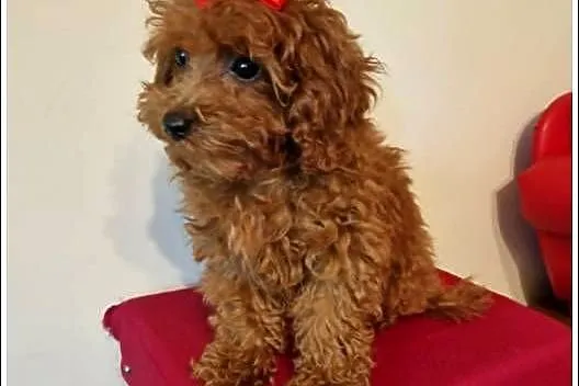 Pudel Toy /Miniaturka śliczna suczka red, Śląskie, Częstochowa