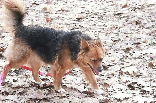 Rusałka szuka domu !!!, Mazowieckie, Warszawa