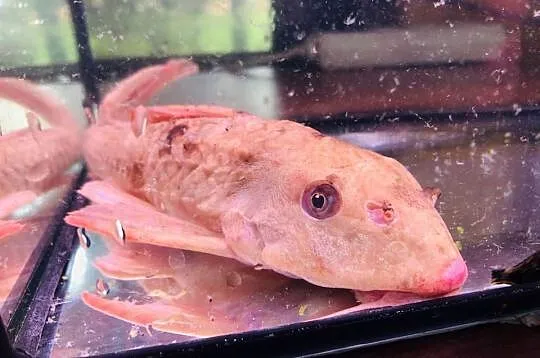 Glonojad , Zbrojnik Albinos 30 cm