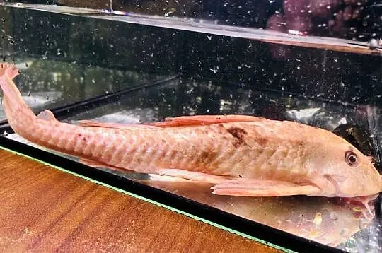 Glonojad , Zbrojnik Albinos 30 cm, Łódzkie, Justynów