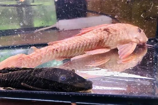 Glonojad , Zbrojnik Albinos 30 cm, Łódzkie, Justynów