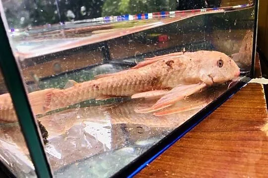 Glonojad , Zbrojnik Albinos 30 cm, Łódzkie, Justynów