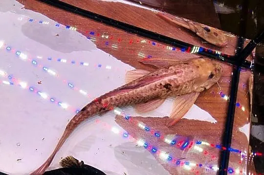 Glonojad , Zbrojnik Albinos 30 cm, Łódzkie, Justynów
