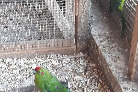 Papuga Modrolotka, Tryńcza