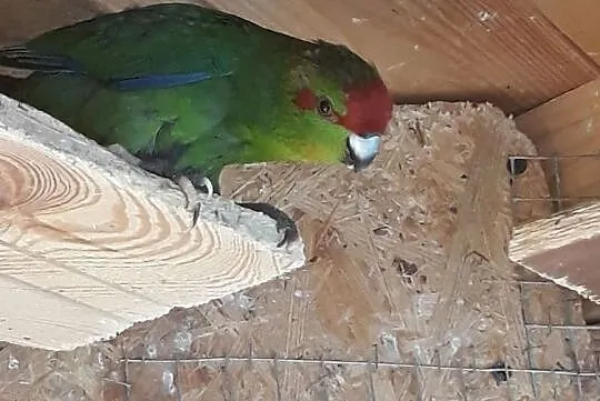 Papuga Modrolotka, Tryńcza