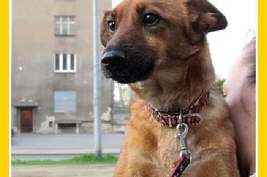 Maja,12 mies.suczka traci dom,uratuj ją przed schroniskiem.PILNE!,  śląskie Katowice