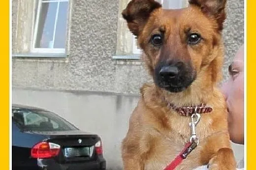 Maja,12 mies.suczka traci dom,uratuj ją przed schr