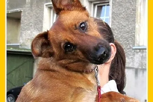 Maja,12 mies.suczka traci dom,uratuj ją przed schr