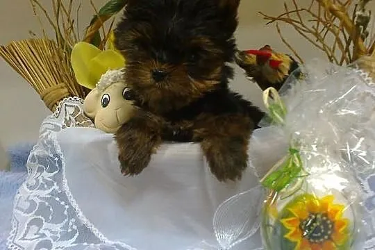 York, yorkshire terrier, szczeniaki - Rzeszów MIOT