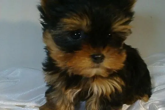 York, yorkshire terrier, szczeniaki - Rzeszów MIOT
