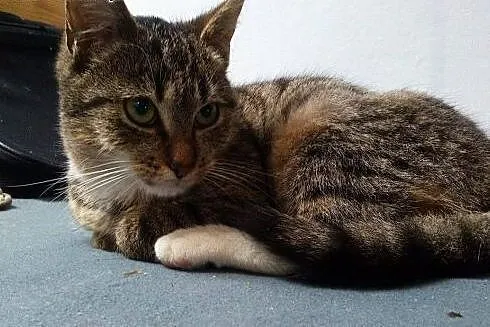 Kotusia urocza śliczna Migotka szuka kochającego d