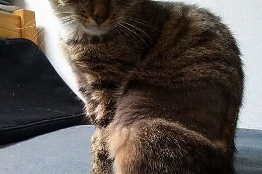 Kotusia urocza śliczna Migotka szuka kochającego d