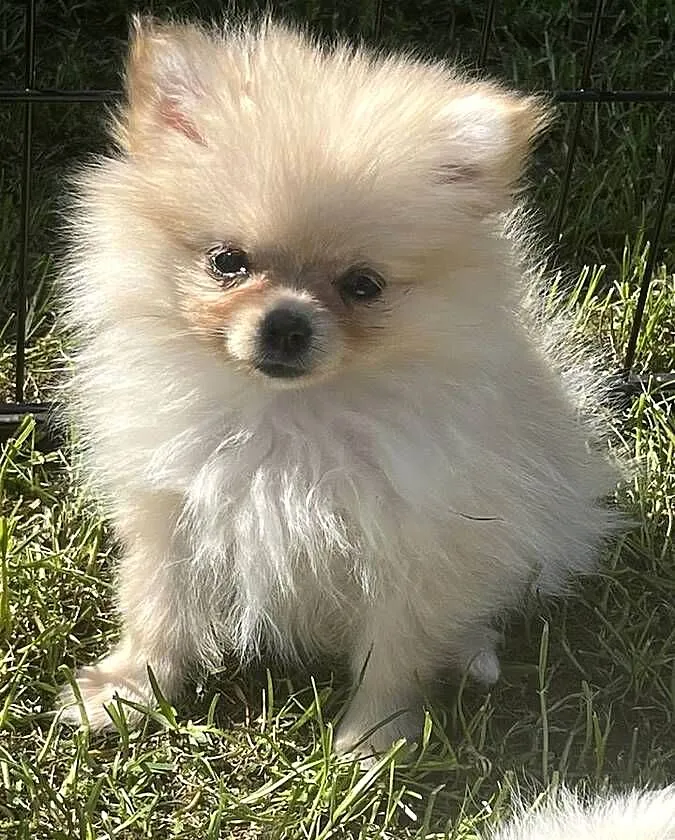 Piękna suczka. Szpic miniaturowy. Pomeranian., Opolskie, Dąbrowa