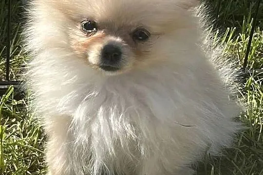 Piękna suczka. Szpic miniaturowy. Pomeranian., Opolskie, Dąbrowa