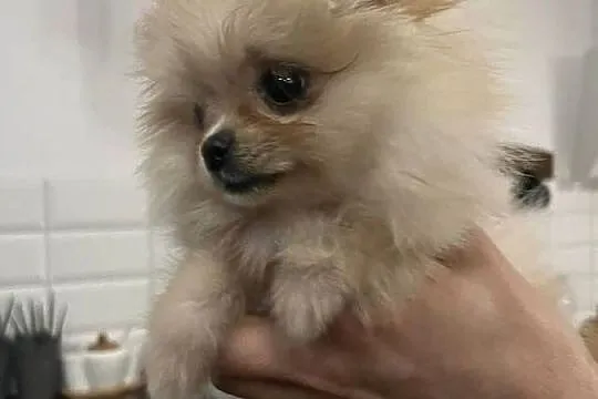 Piękna suczka. Szpic miniaturowy. Pomeranian., Opolskie, Dąbrowa