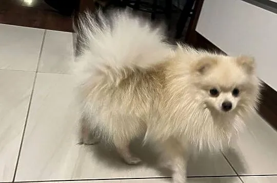 Piękna suczka. Szpic miniaturowy. Pomeranian., Opolskie, Dąbrowa