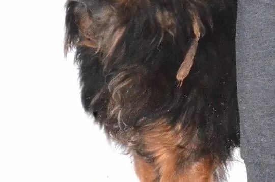 BRATANEK-wesoły, pogodny, miły kudłaty psiak szuka domu, adopcja, Małopolskie, Kraków