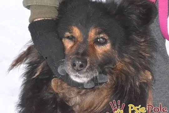 BRATANEK-wesoły, pogodny, miły kudłaty psiak szuka domu, adopcja, Małopolskie, Kraków