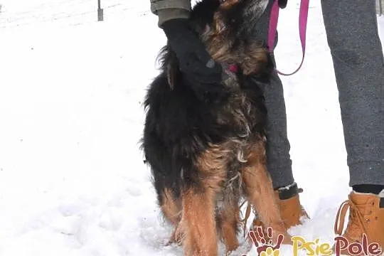 BRATANEK-wesoły, pogodny, miły kudłaty psiak szuka domu, adopcja, Małopolskie, Kraków