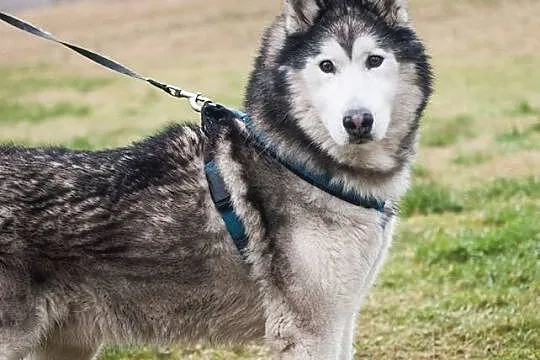 Grzeczny, przyjazny Odys w typie malamuta ADOPCJA