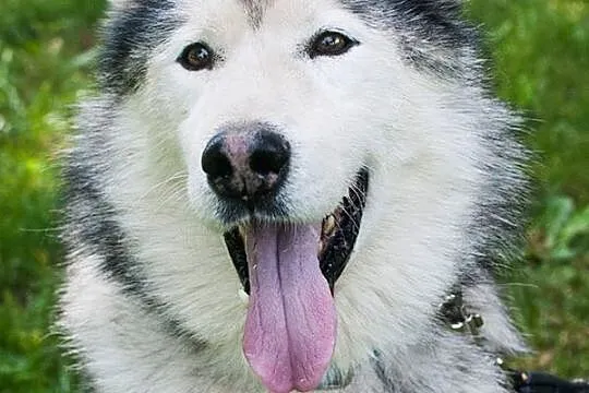 Grzeczny, przyjazny Odys w typie malamuta ADOPCJA
