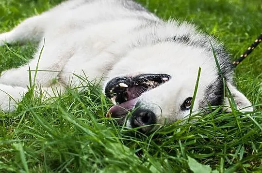 Grzeczny, przyjazny Odys w typie malamuta ADOPCJA