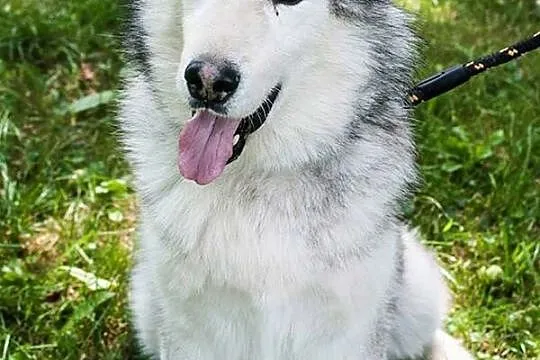 Grzeczny, przyjazny Odys w typie malamuta ADOPCJA