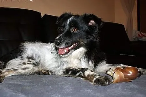 Zjawiskowa Tequila do adopcji!!,  mazowieckie Warszawa