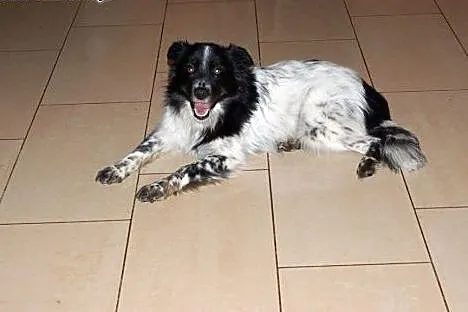 Zjawiskowa Tequila do adopcji!!,  mazowieckie Wars