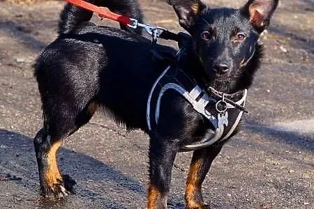 Dwa, 4-miesięczne piękne szczeniaczki wyrzucone w 