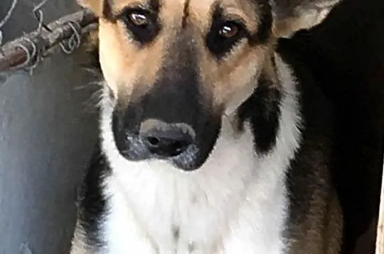 LEJLO- przestraszony piękny młody psiak-szukamy troskliwego domu, adopcja, Małopolskie, Kraków