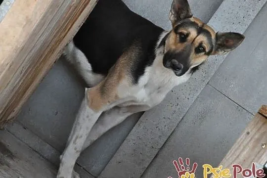 LEJLO- przestraszony piękny młody psiak-szukamy troskliwego domu, adopcja, Małopolskie, Kraków