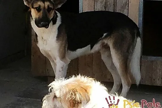 LEJLO- przestraszony piękny młody psiak-szukamy troskliwego domu, adopcja, Małopolskie, Kraków