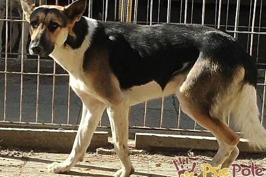 LEJLO- przestraszony piękny młody psiak-szukamy troskliwego domu, adopcja, Małopolskie, Kraków