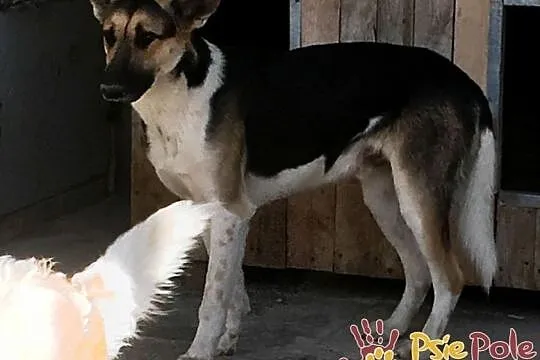 LEJLO- przestraszony piękny młody psiak-szukamy troskliwego domu, adopcja, Małopolskie, Kraków
