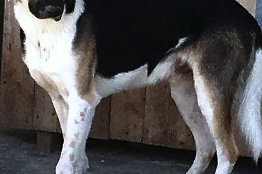 LEJLO- przestraszony piękny młody psiak-szukamy troskliwego domu, adopcja, Małopolskie, Kraków