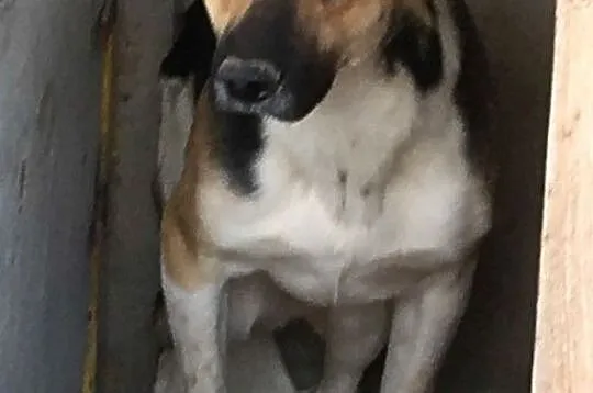 LEJLO- przestraszony piękny młody psiak-szukamy troskliwego domu, adopcja, Małopolskie, Kraków