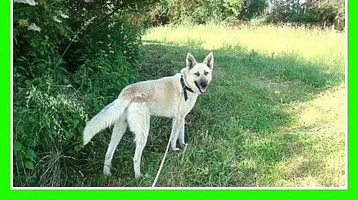 Szwajcarski owczarek mix,duży,smukły pies ogromny
