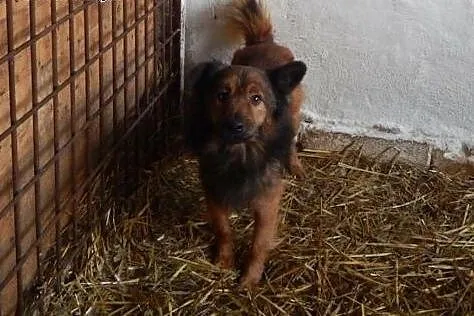 Felkowi grozi wywózka do Radys - umieralni daj mu cierpliwy domek,  Kundelki cała Polska