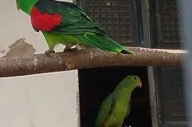 Papugi czerwonoskrzydle, krasnopiórki czerwonoskrz, Głubczyce