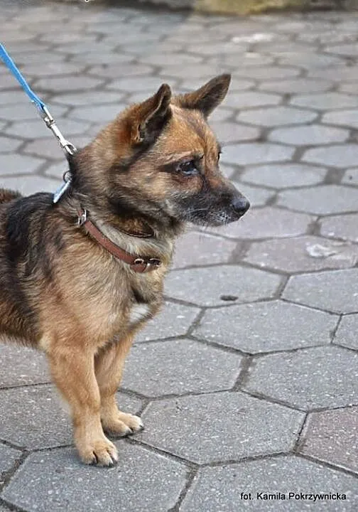 Malutki, lecz starszy i tym przegrany :( Słodki Sn
