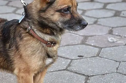 Malutki, lecz starszy i tym przegrany :( Słodki Sn