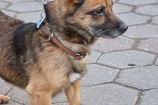 Malutki, lecz starszy i tym przegrany :( Słodki Sn