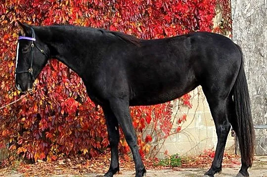 4-letnia klacz rasy Tennessee Walking Horse, Moryń