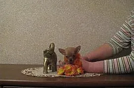 Chihuahua wyjątkowa ultra mini królewna biszkopcik, Warszawa