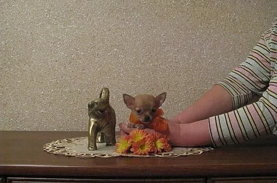 Chihuahua wyjątkowa ultra mini królewna biszkopcik