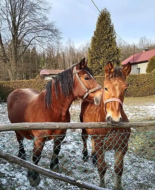 Sprzedam klacz zaźrebioną+źrebaka, Podkarpackie, Gogołów