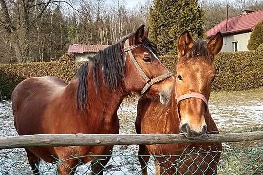 Sprzedam klacz zaźrebioną+źrebaka, Podkarpackie, Gogołów
